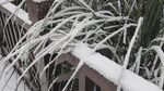 草与雪