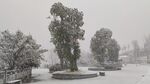 风雪大树