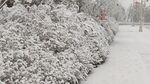 冬雪飘飘