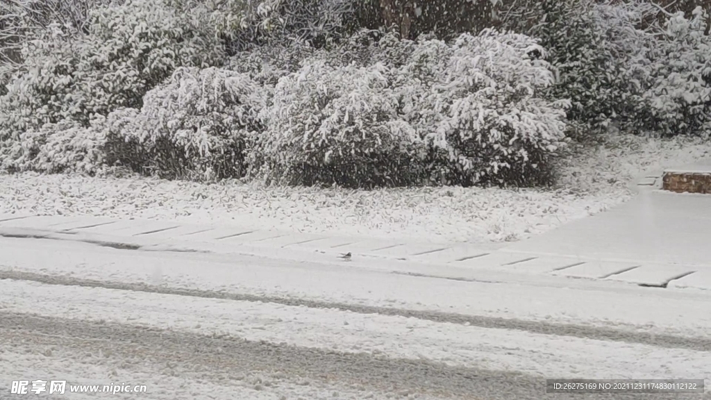 飘雪  雪景