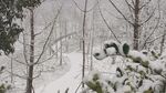 森林雪景