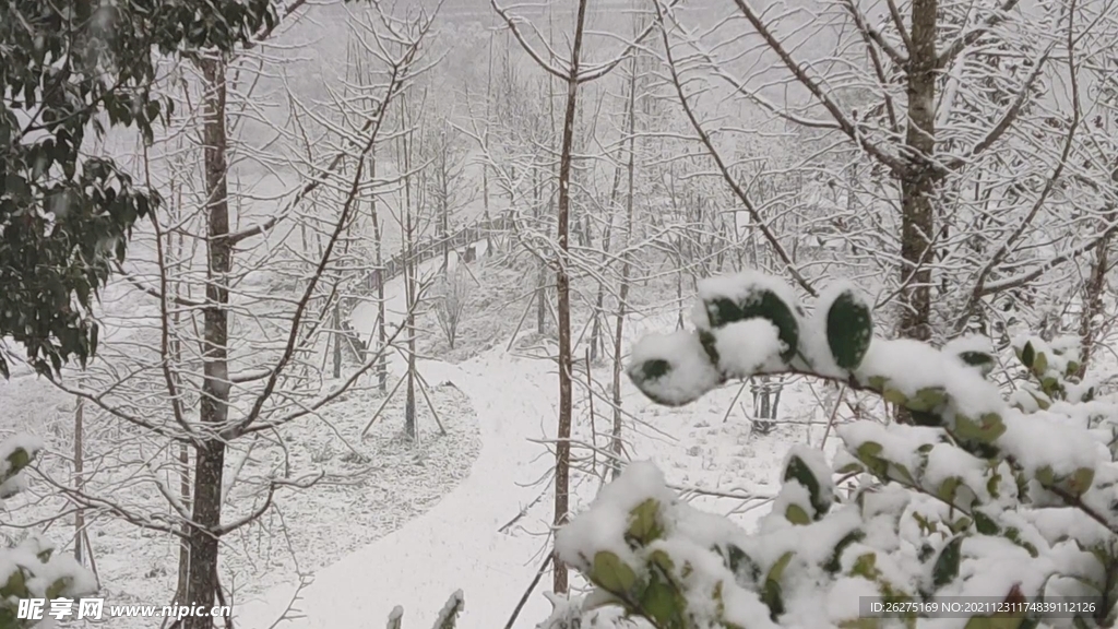 森林雪景