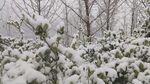 冬雪