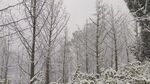 森林冬雪