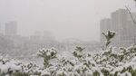 冬雪