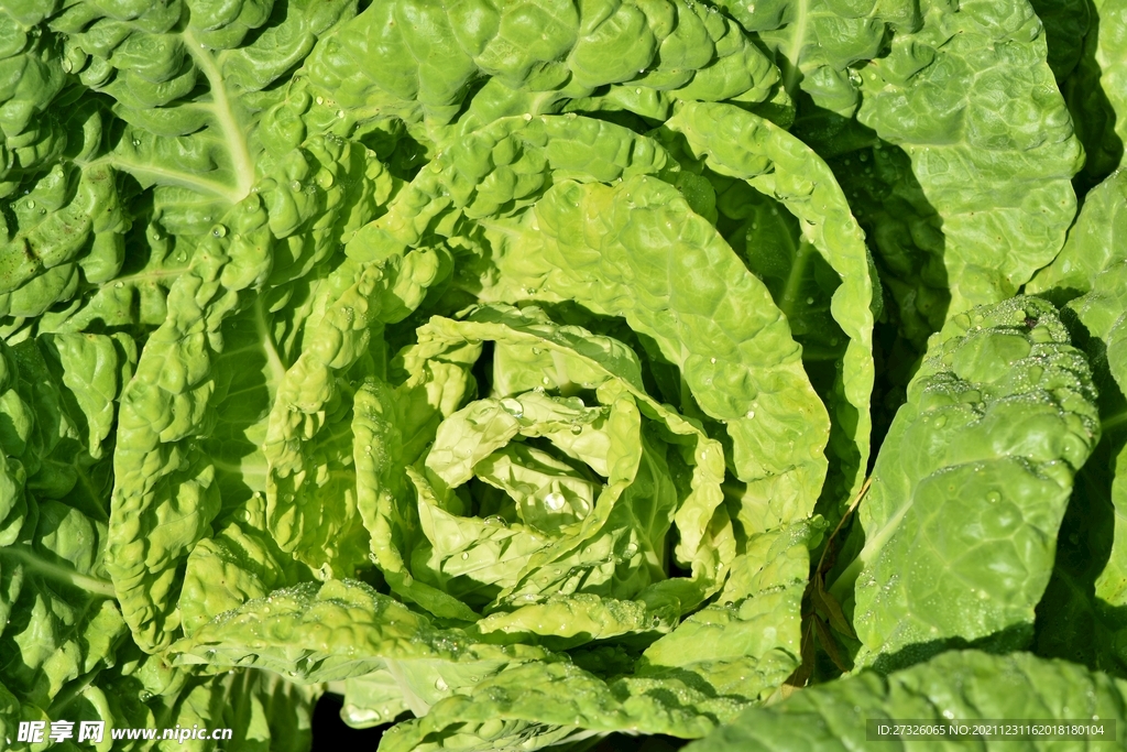 绿色蔬菜 =