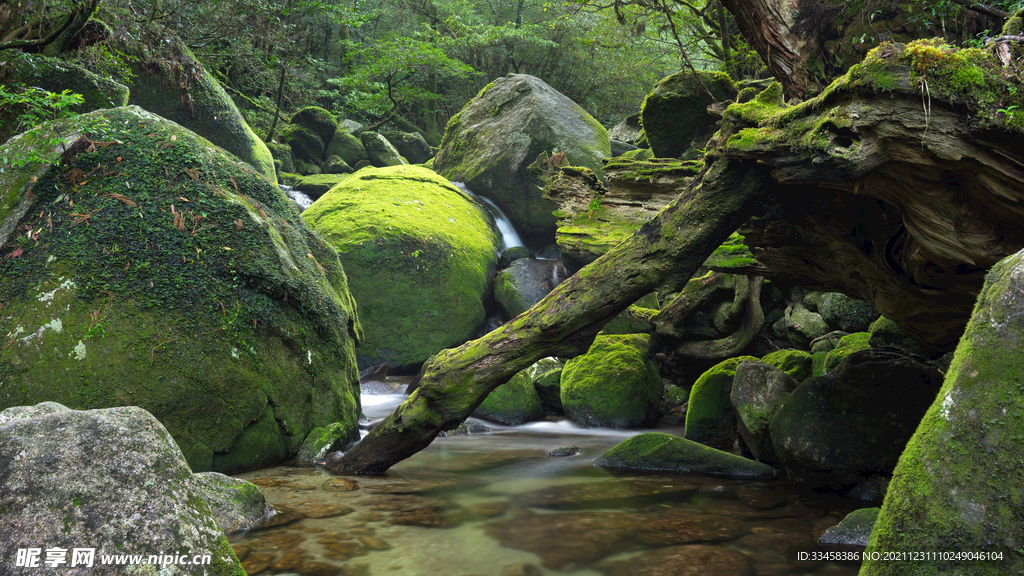 日本屋久岛 森林 风景4K壁纸