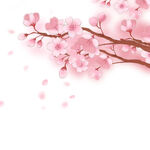 粉色樱花