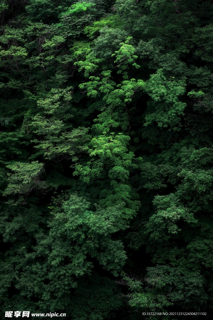 叶子