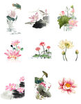 荷花