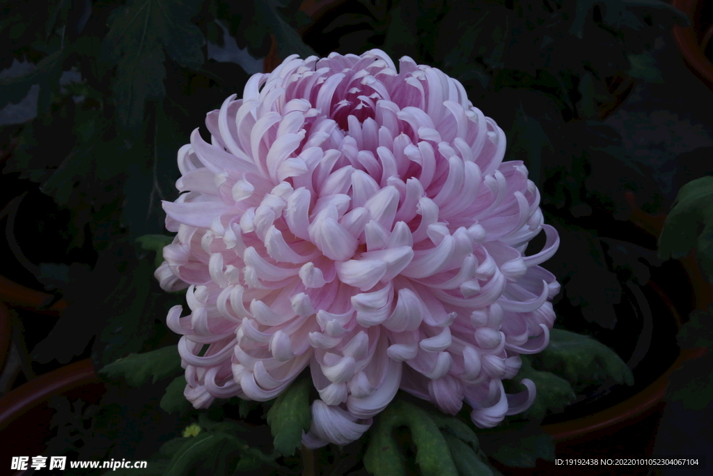 菊花 