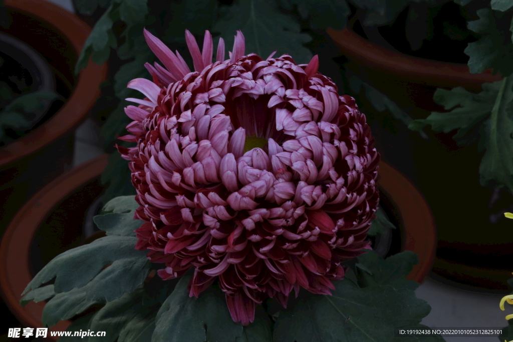 菊花 