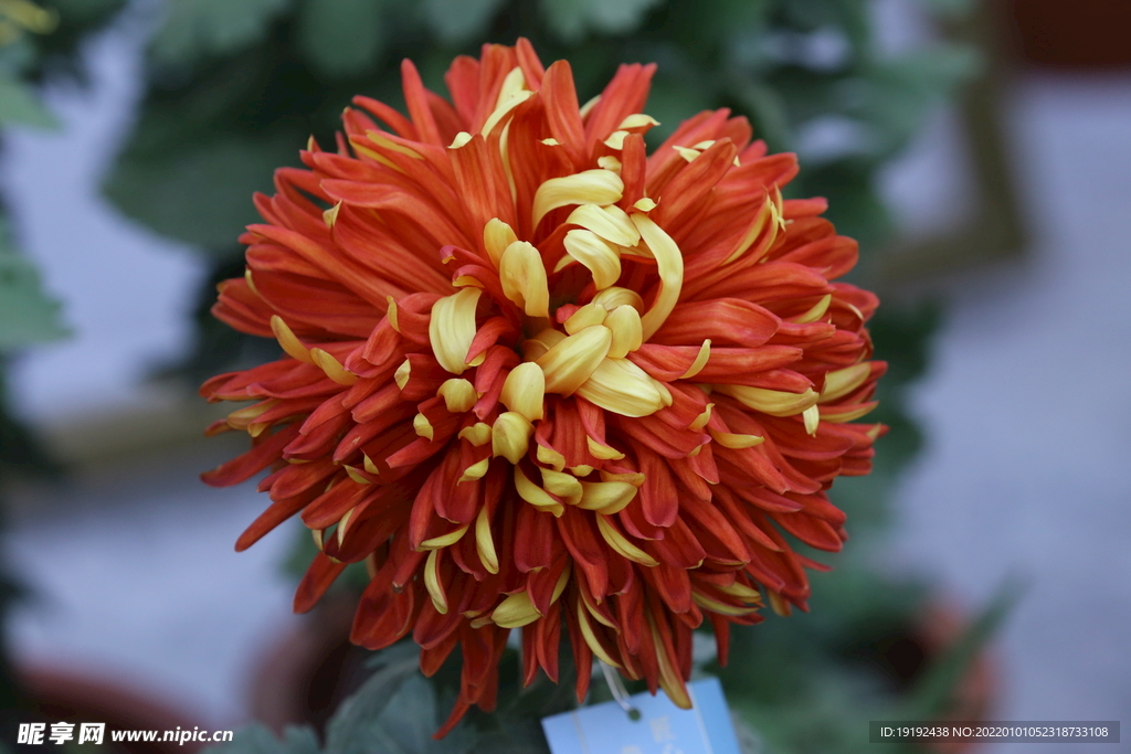 菊花 