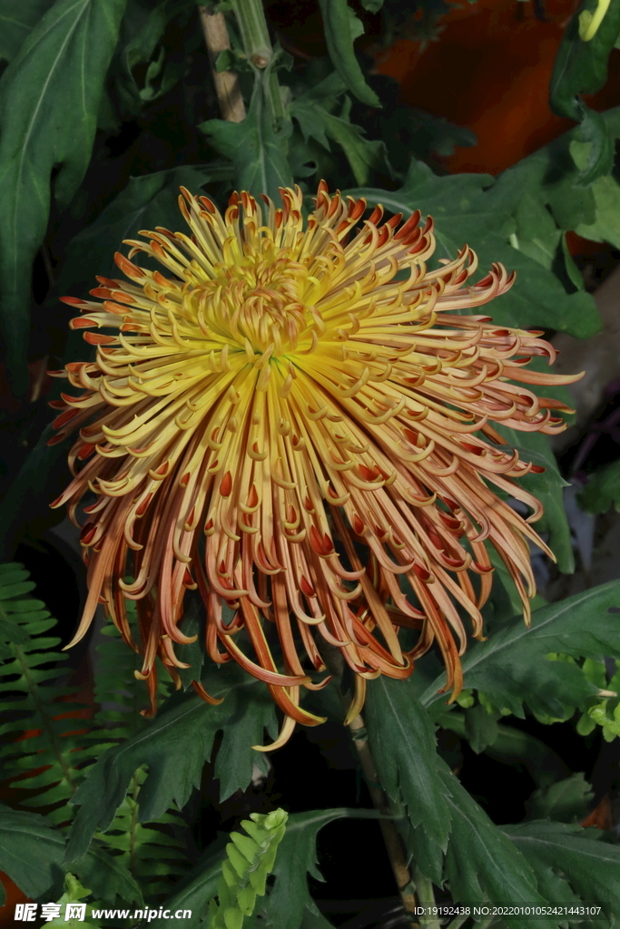 菊花