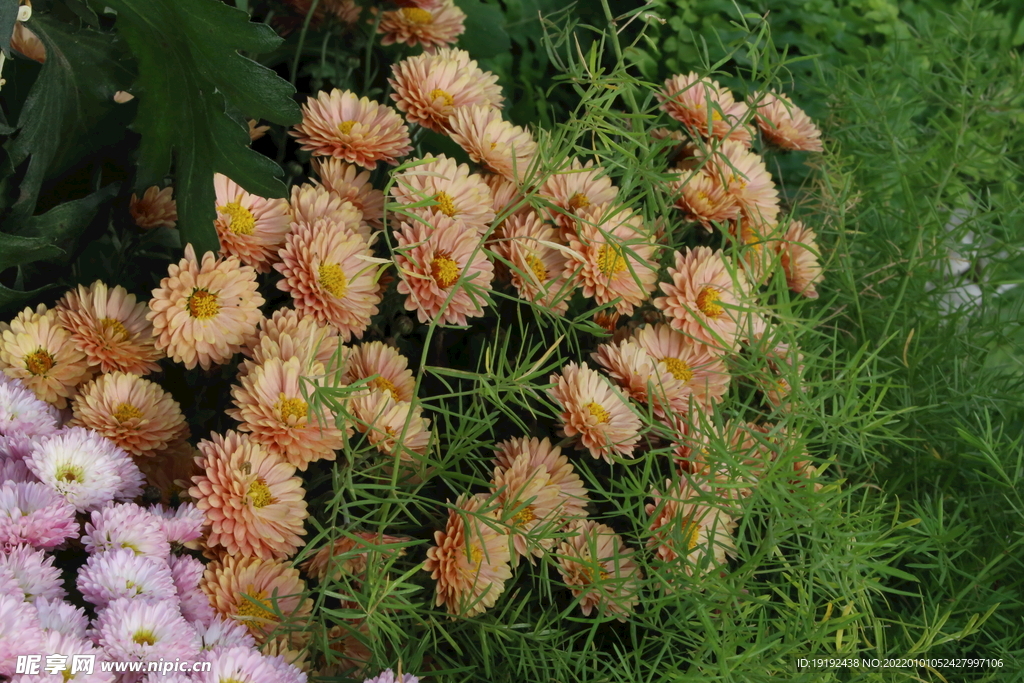 菊花 