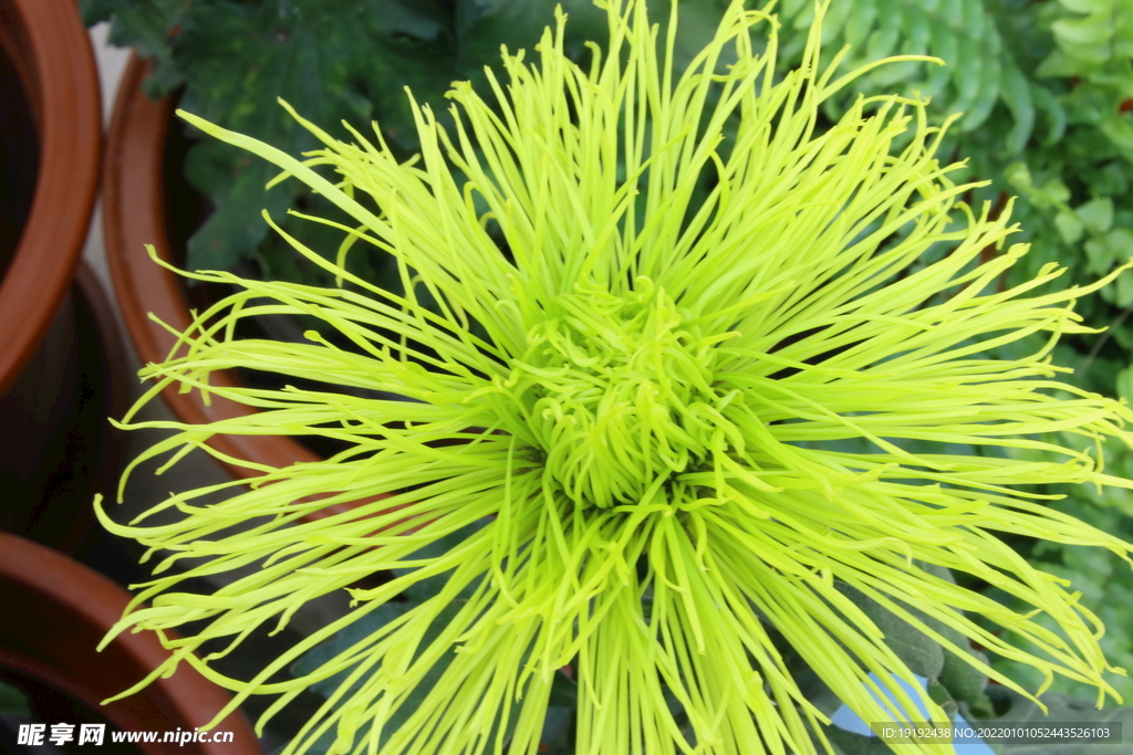 菊花 
