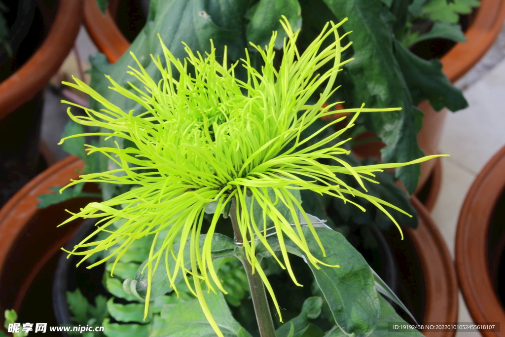菊花 