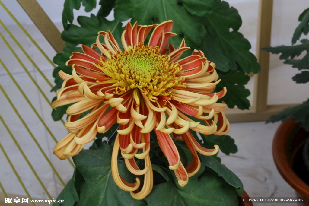 菊花