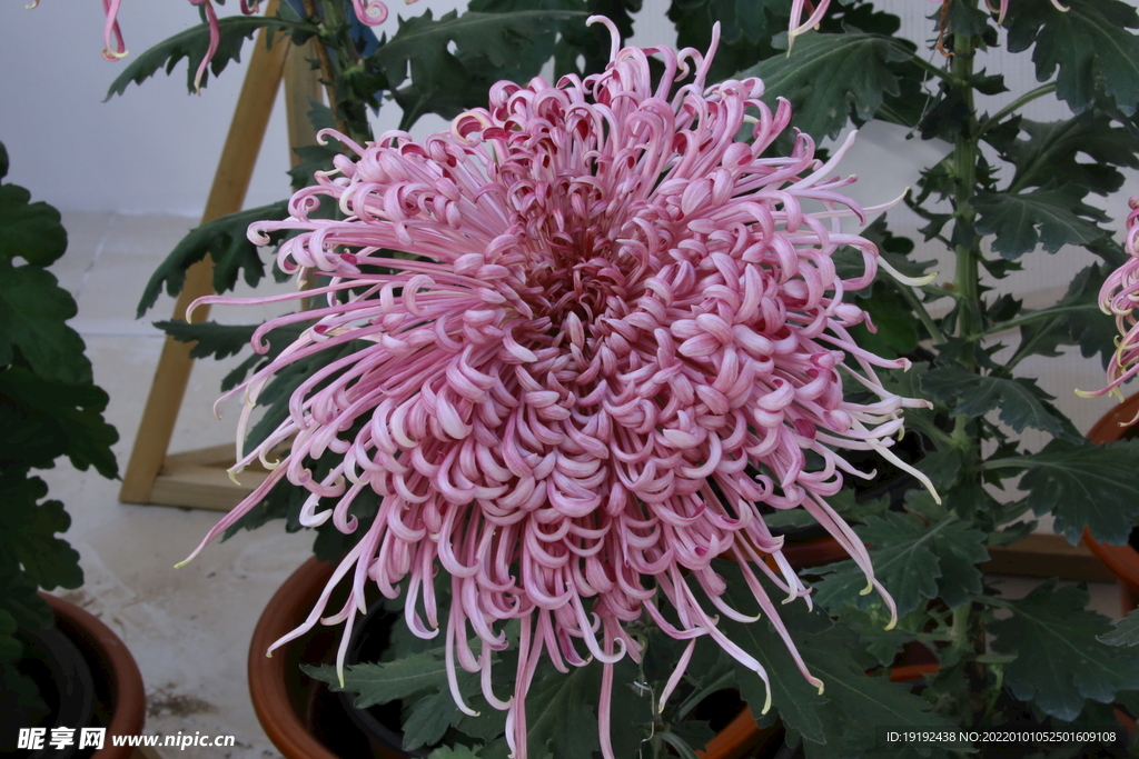 菊花