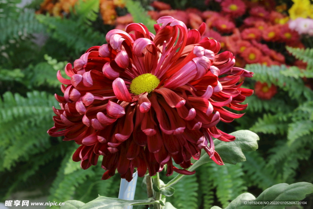 菊花 