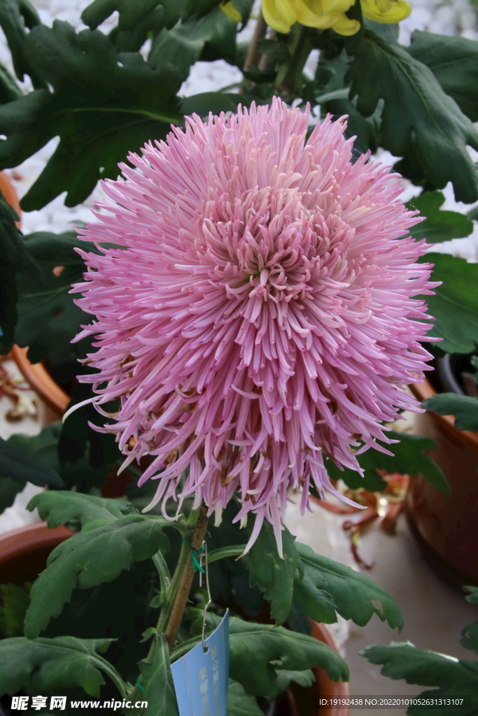 菊花 
