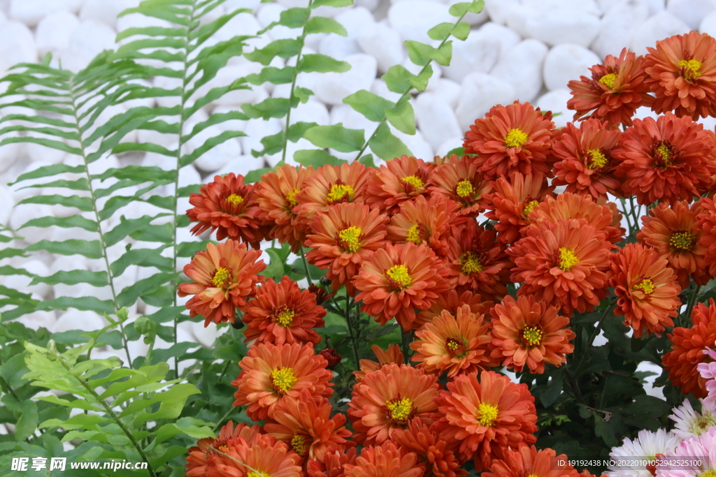 菊花 