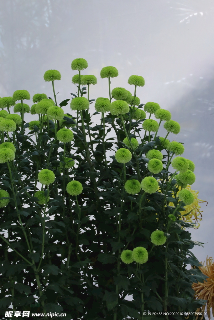 菊花 