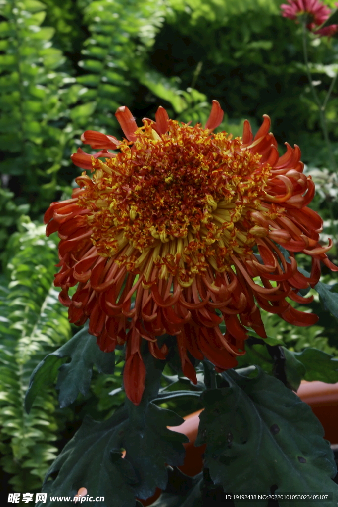 菊花