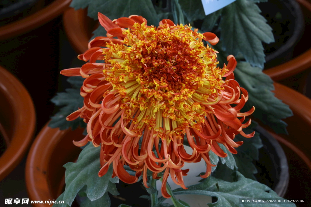 菊花 