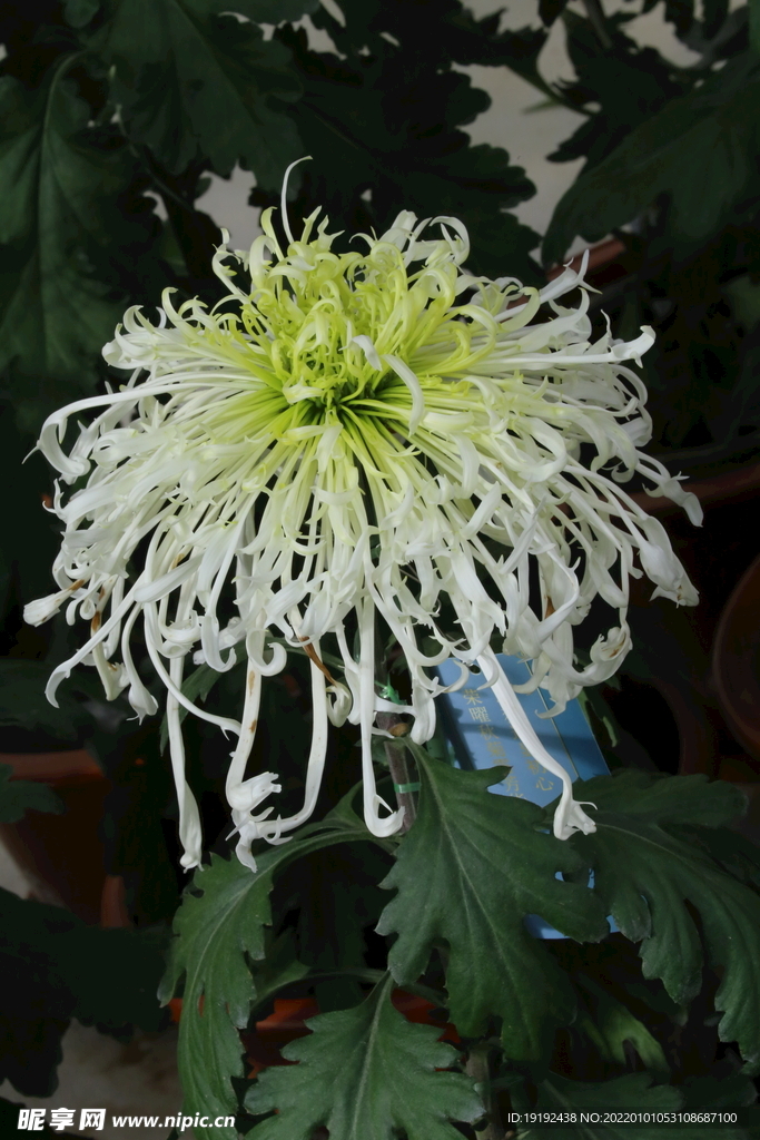 菊花