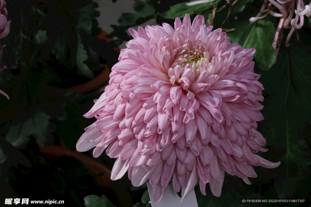 菊花 