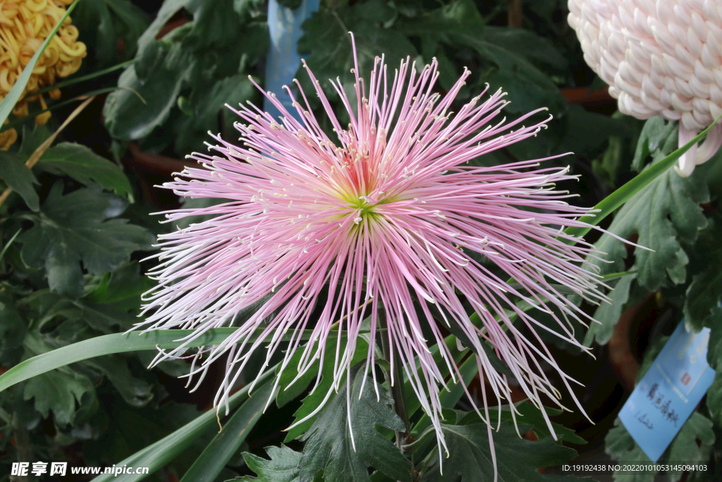 菊花