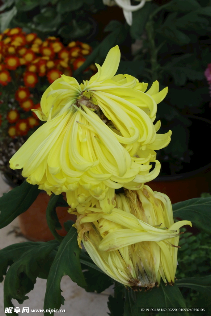 菊花 