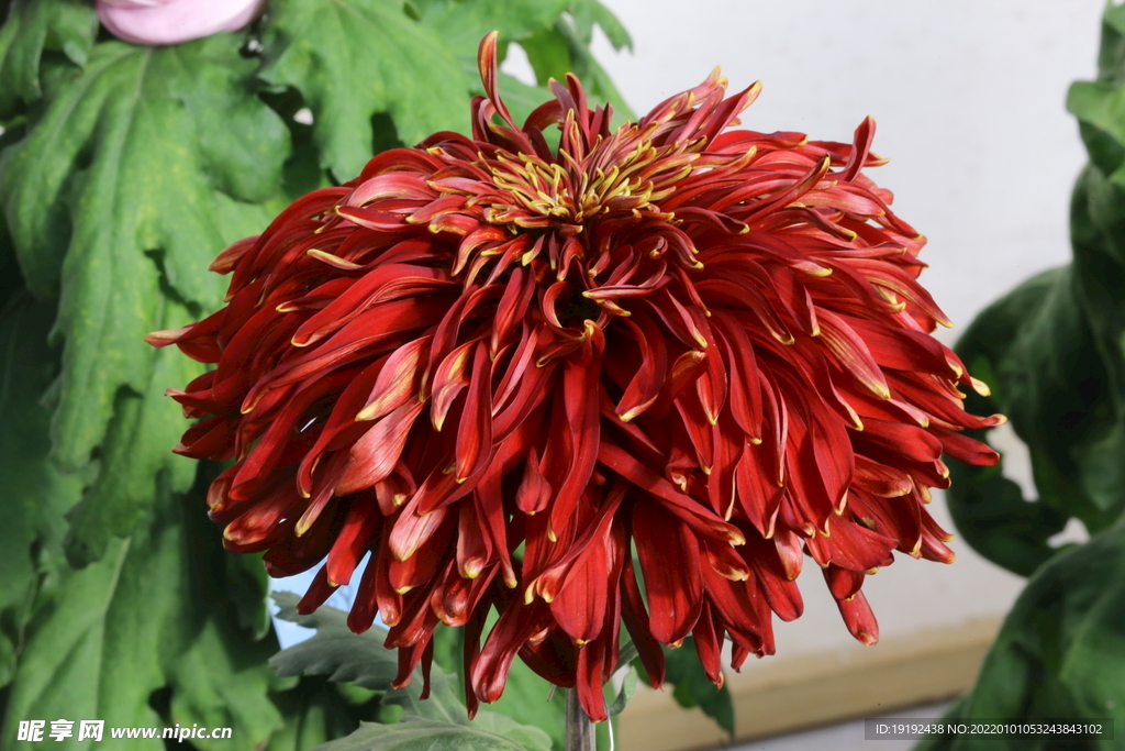 菊花 