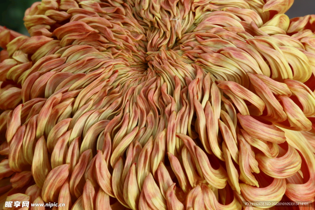 菊花