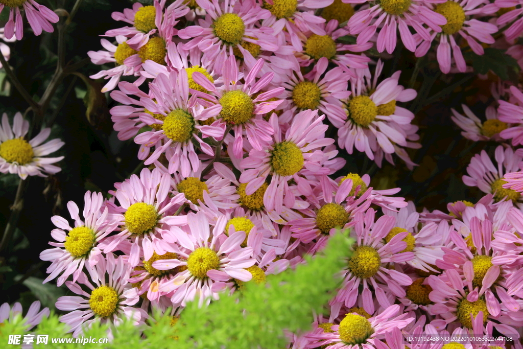 菊花 