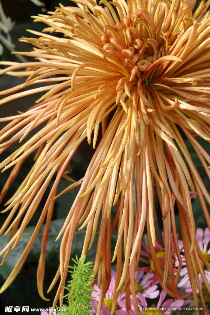 菊花