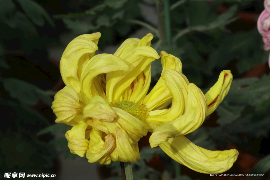 菊花