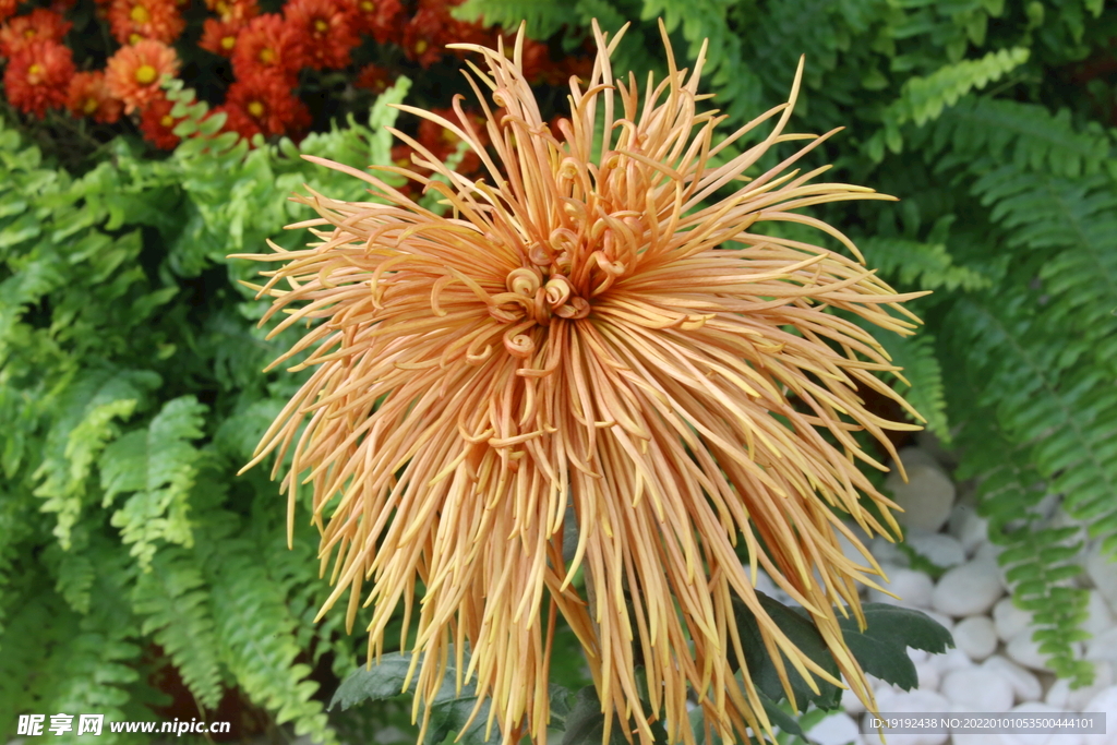 菊花
