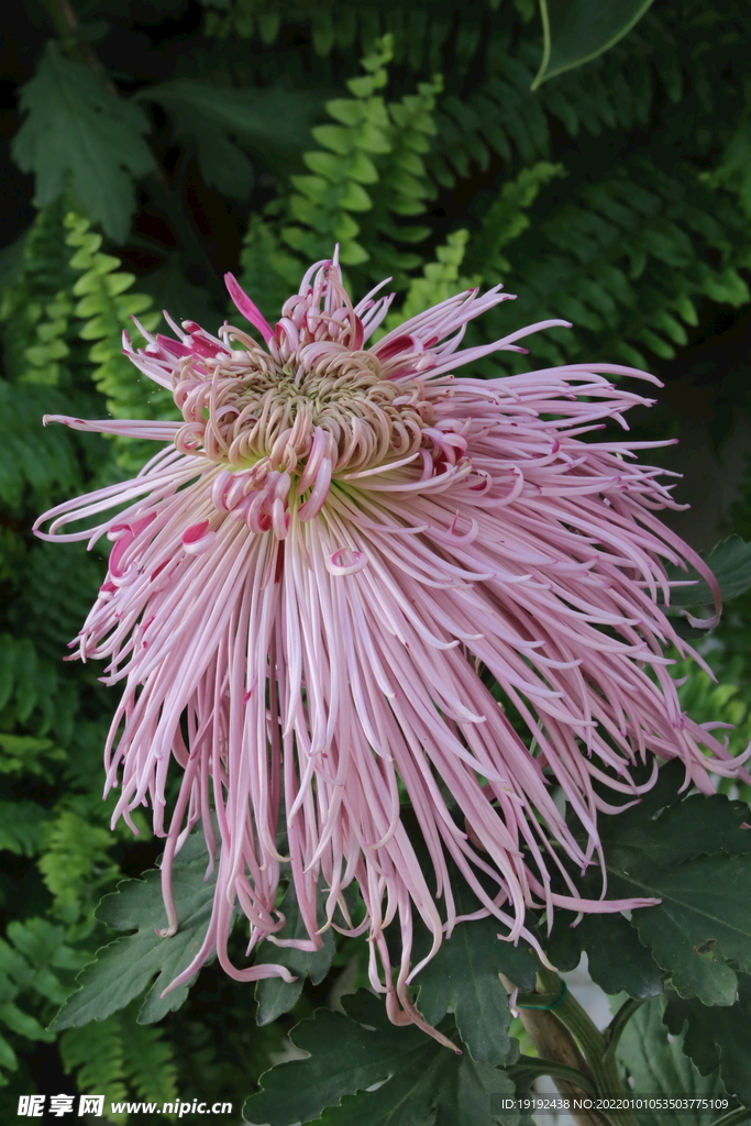 菊花 