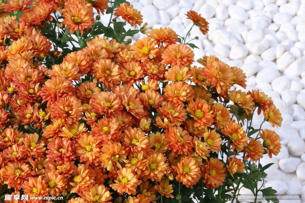 菊花