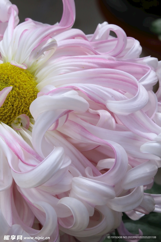 菊花 