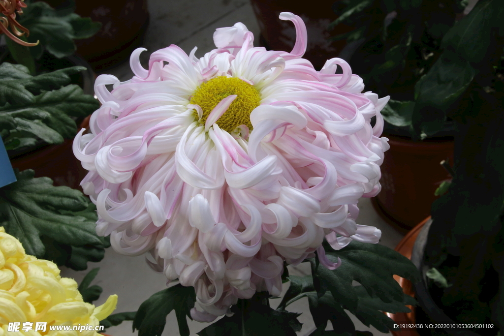 菊花 