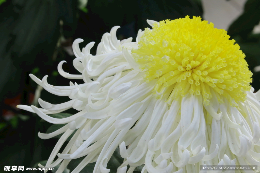 菊花 
