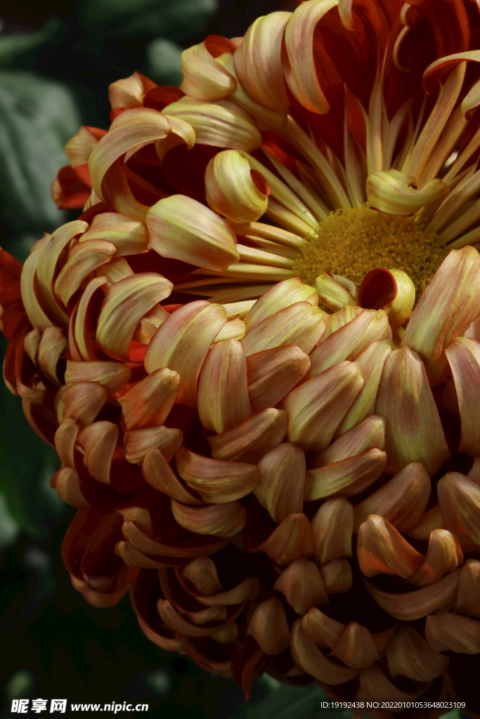 菊花 