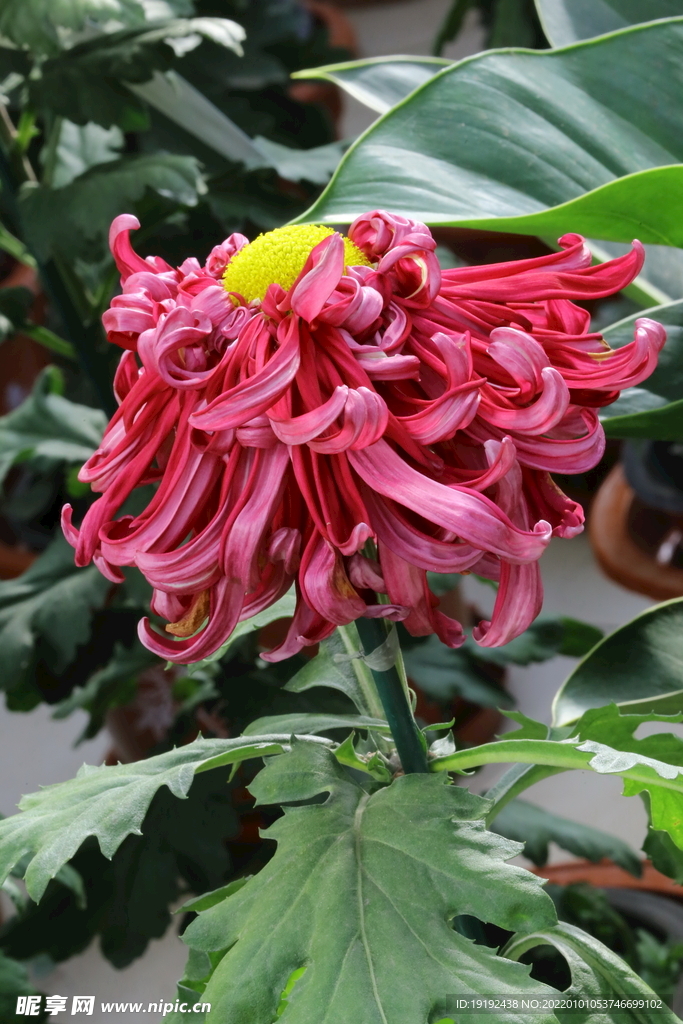 菊花