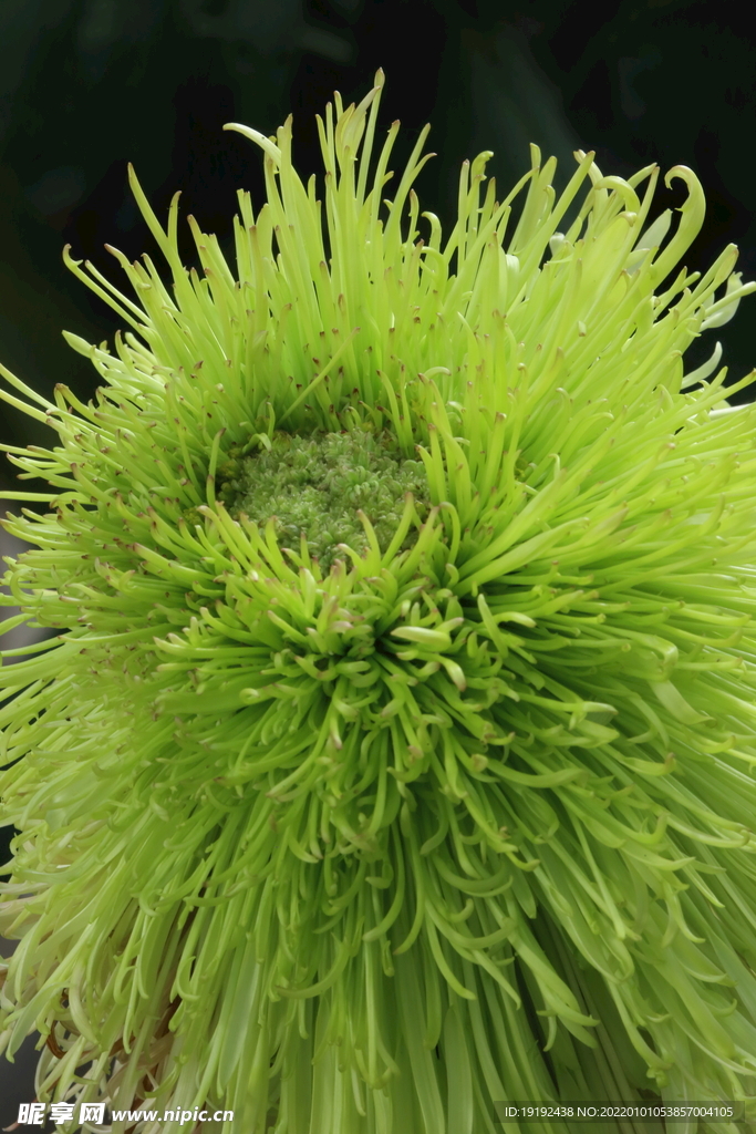 菊花 