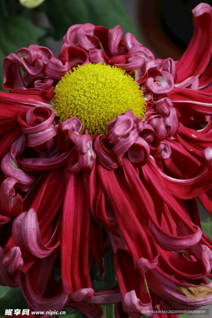 菊花 