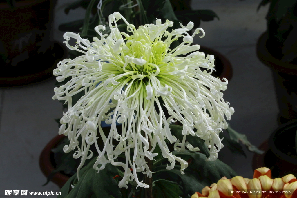 菊花 