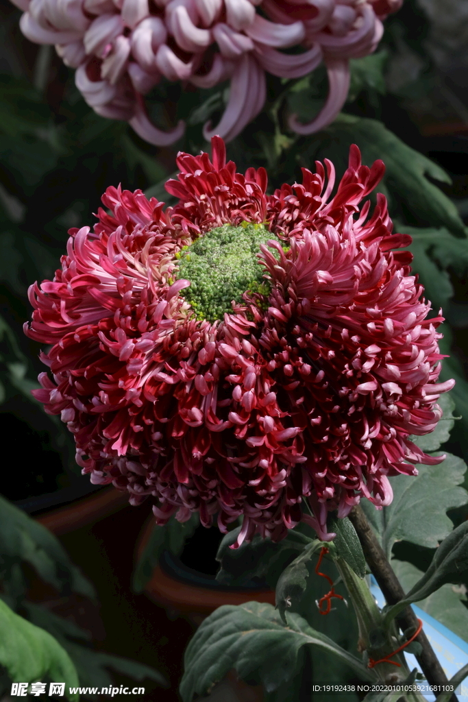 菊花 